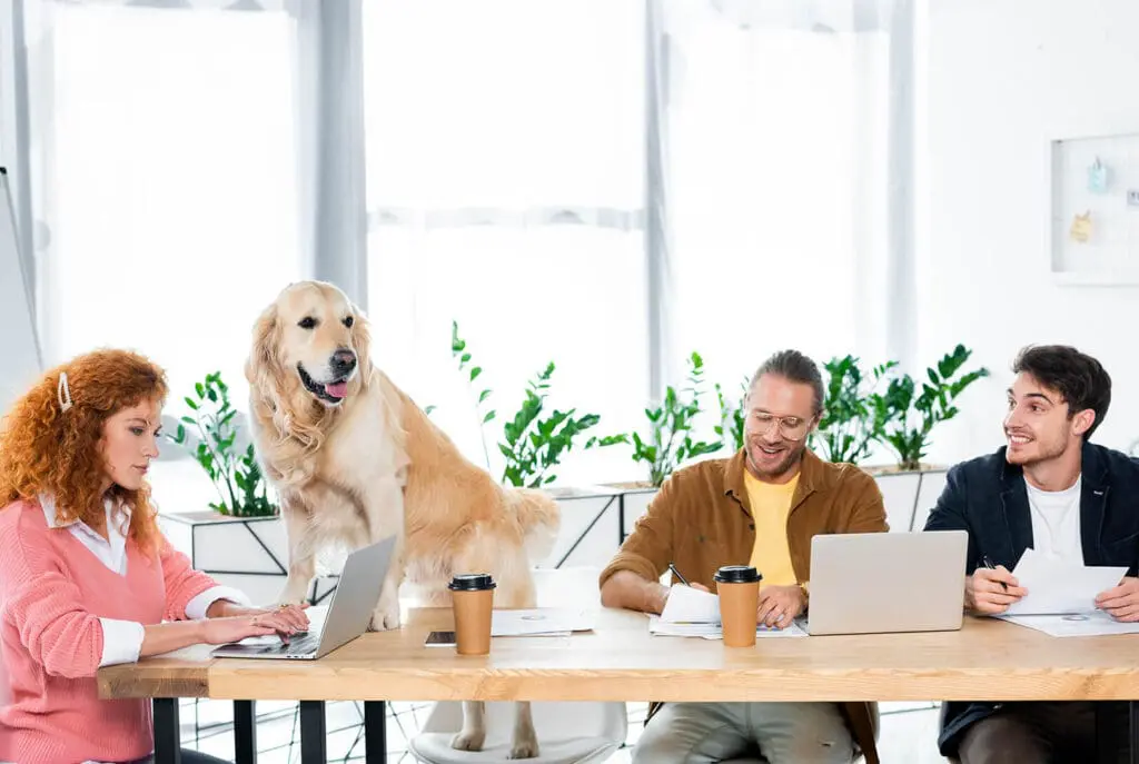 Quatre personnes travaillent à une table avec des ordinateurs portables et des papiers, tandis qu'un golden retriever se tient sur la table au milieu d'elles. Le groupe apparaît joyeux et décontracté dans un bureau lumineux avec des plantes en arrière-plan.